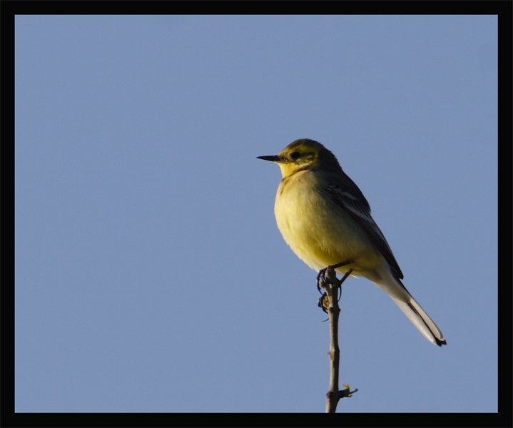 Sarıbaşlı kuyruksallayan