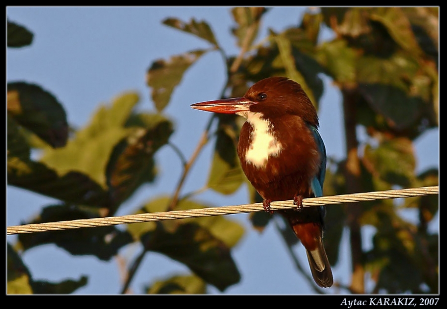 İzmir yalıçapkını