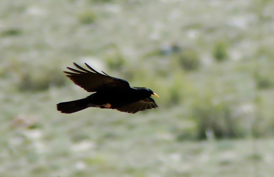 Sarıgagalı dağ kargası