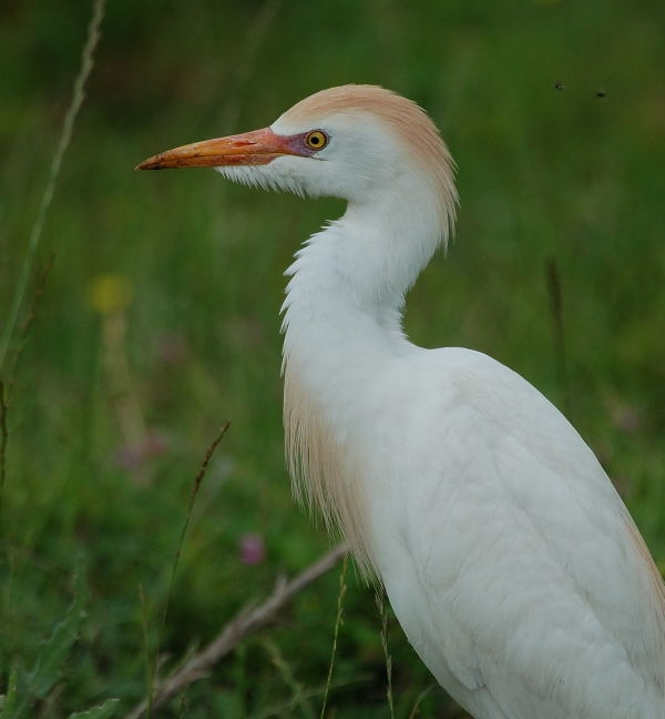 Sığır balıkçılı