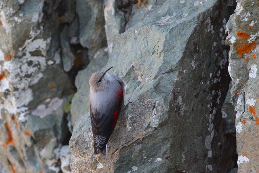 Duvar tırmaşıkkuşu