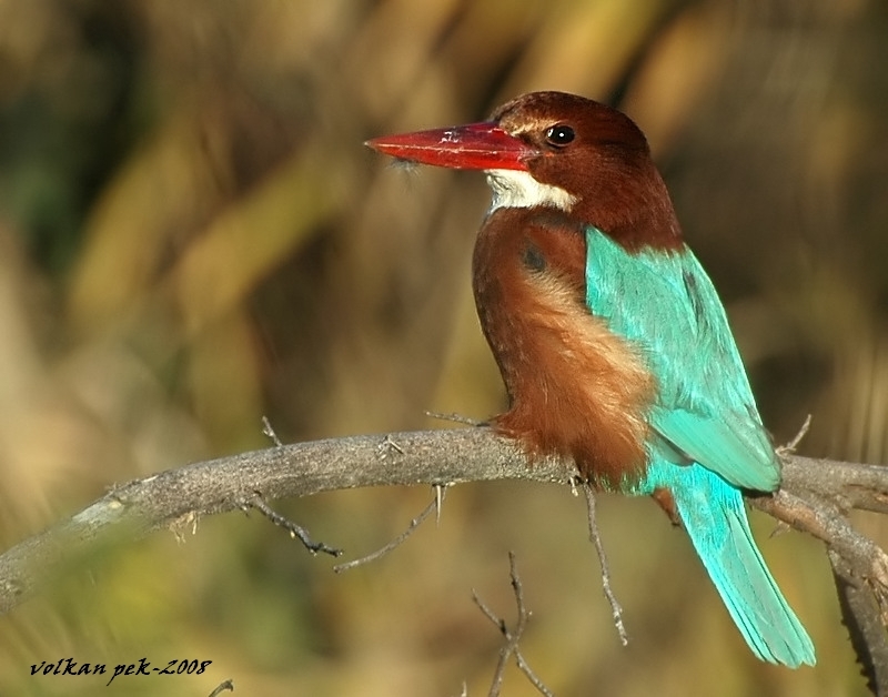 İzmir yalıçapkını