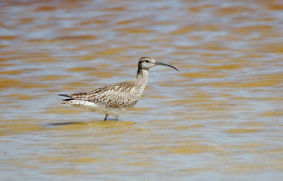 Sürmeli kervançulluğu