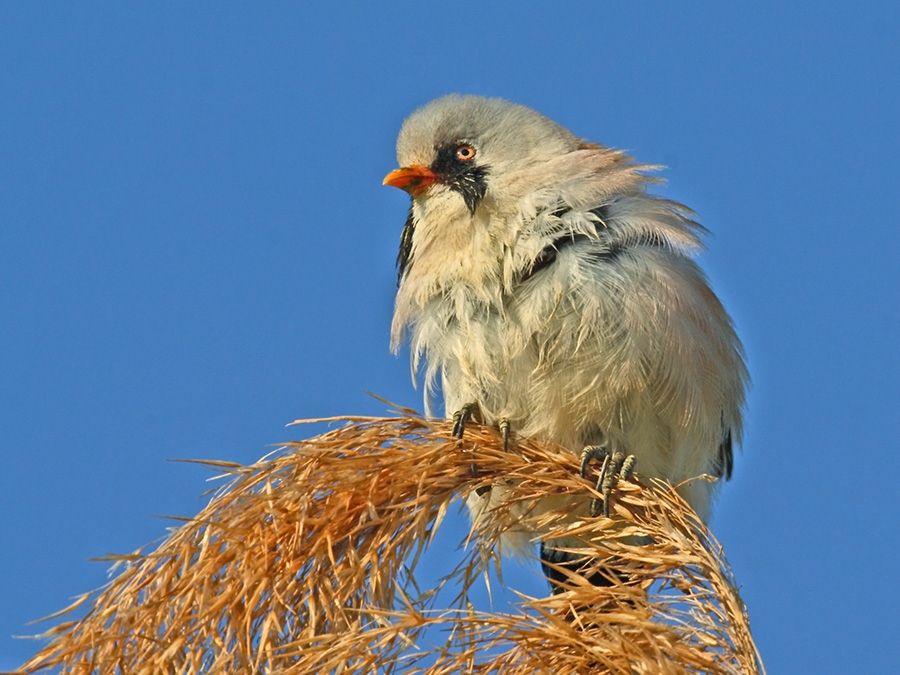 Bıyıklı baştankara