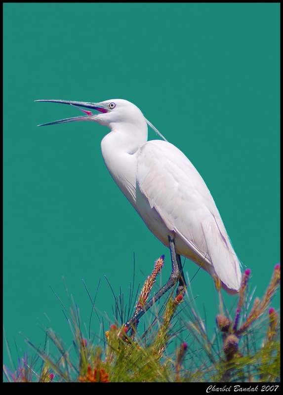 Küçük ak balıkçıl