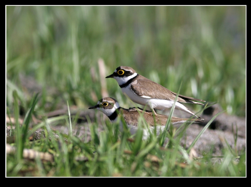 Halkalı küçük cılıbıt