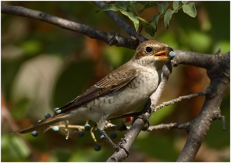 Kızılsırtlı örümcekkuşu