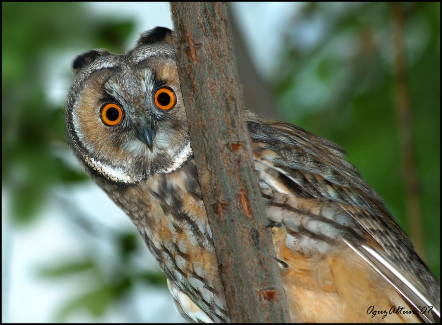 Kulaklı orman baykuşu