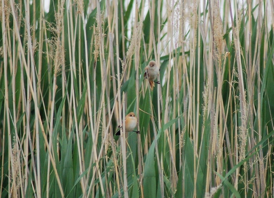 Bıyıklı baştankara