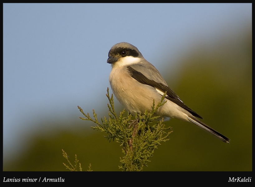Karaalınlı örümcekkuşu