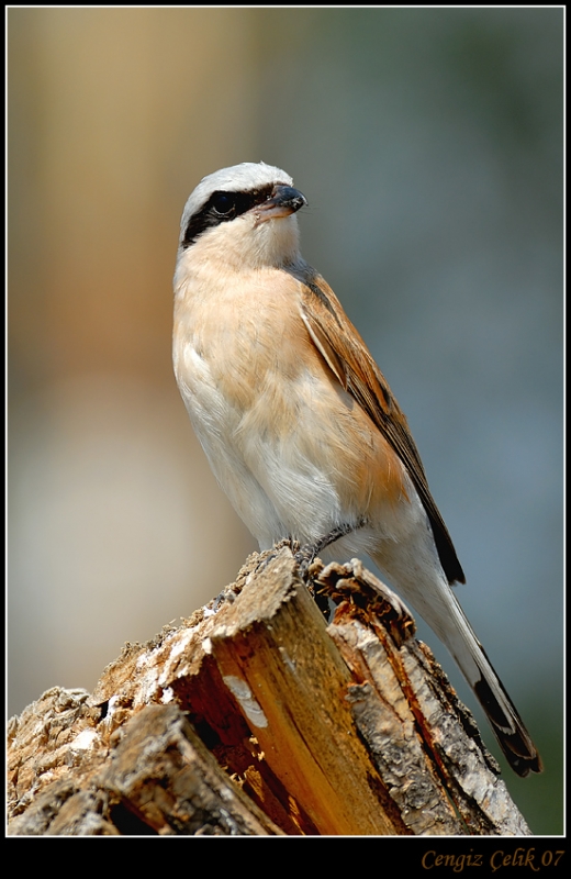 Kızılsırtlı örümcekkuşu