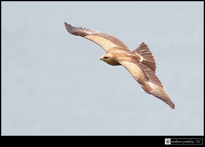 Küçük orman kartalı