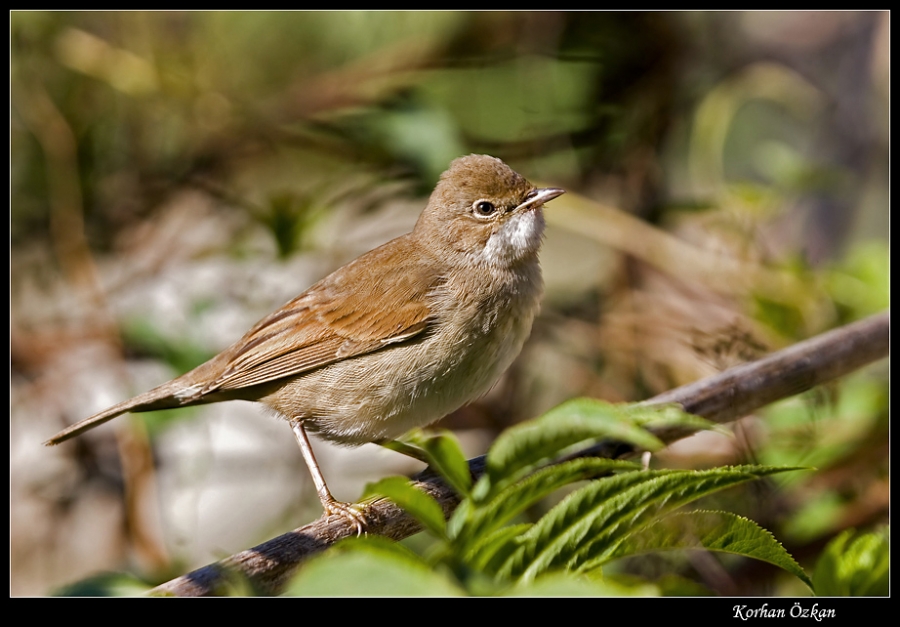 Akgerdanlı ötleğen