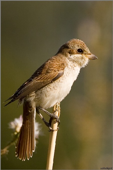 Kızılsırtlı örümcekkuşu