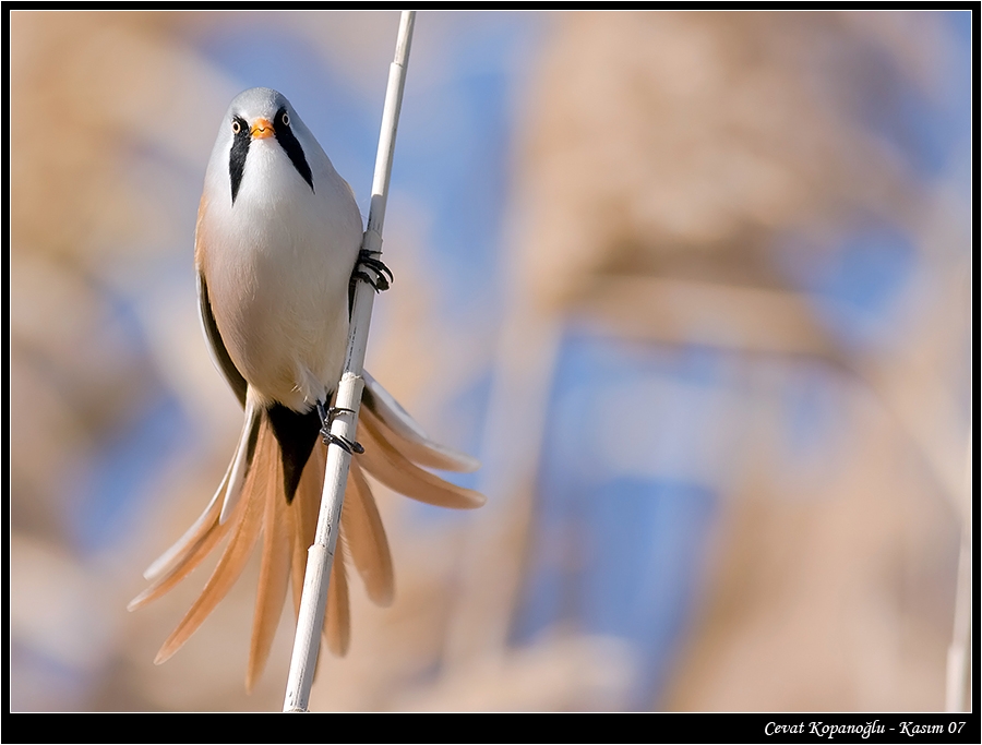 Bıyıklı baştankara