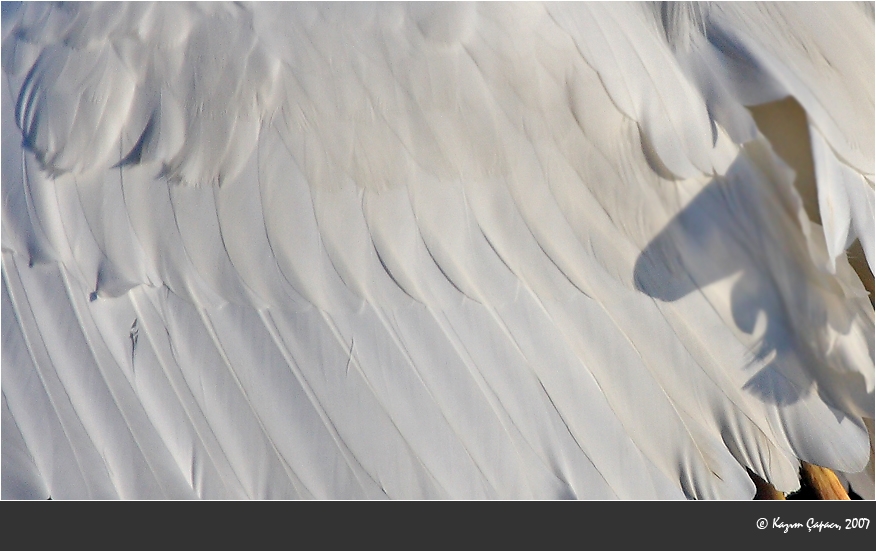 Büyük ak balıkçıl