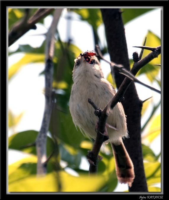 Dikkuyruklu ötleğen