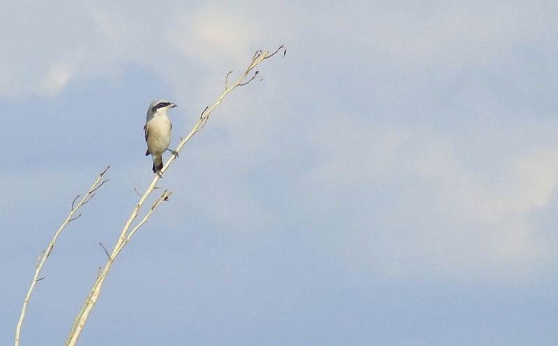 Karaalınlı örümcekkuşu