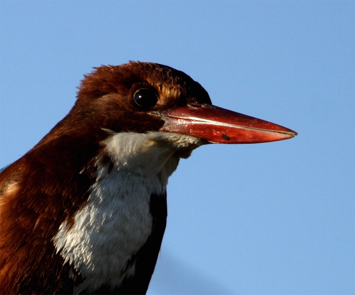 İzmir yalıçapkını