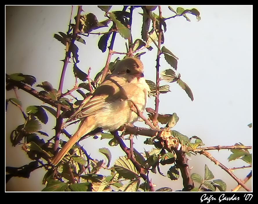 Kızılkuyruklu örümcekkuşu