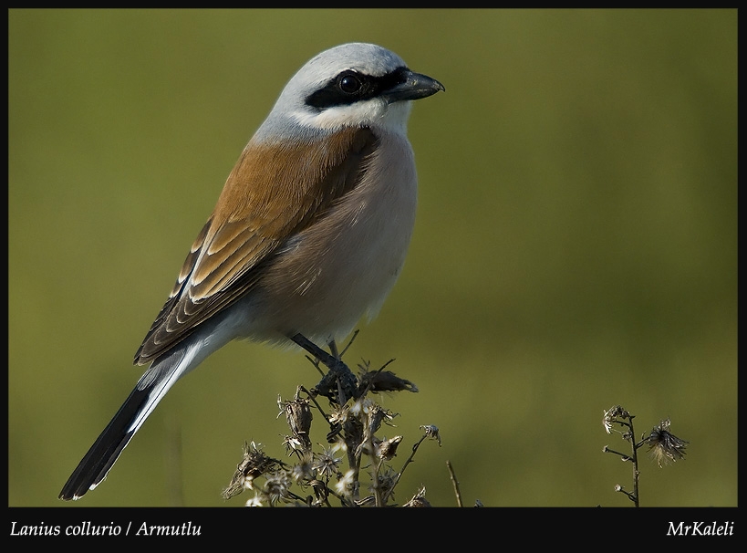 Kızılsırtlı örümcekkuşu