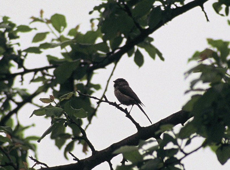 Uzunkuyruklu baştankara