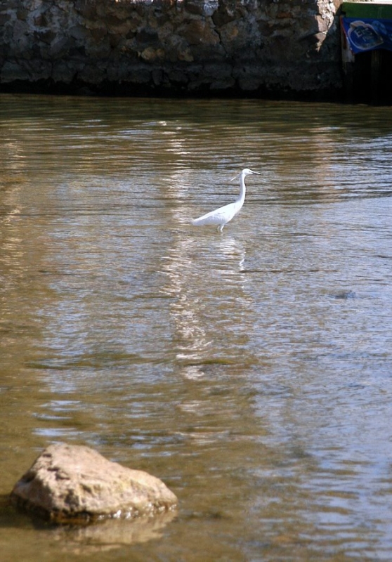 Küçük ak balıkçıl