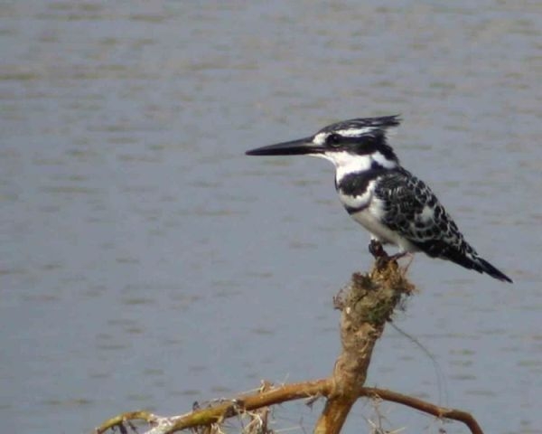 Alaca yalıçapkını