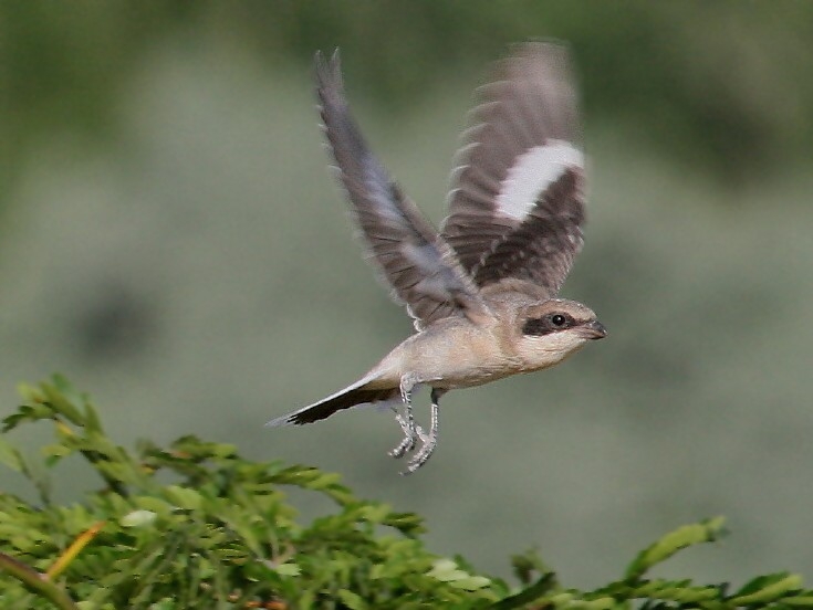 Karaalınlı örümcekkuşu
