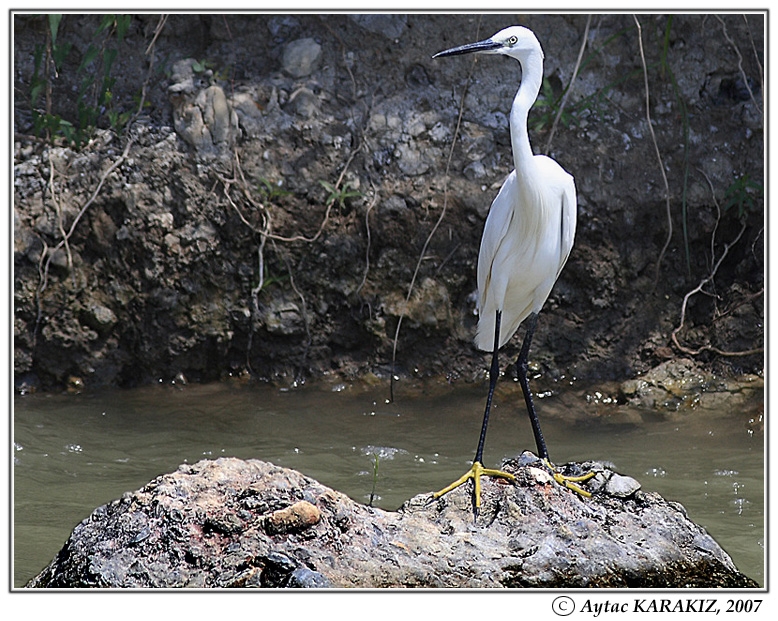 Küçük ak balıkçıl