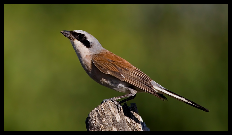 Kızılsırtlı örümcekkuşu