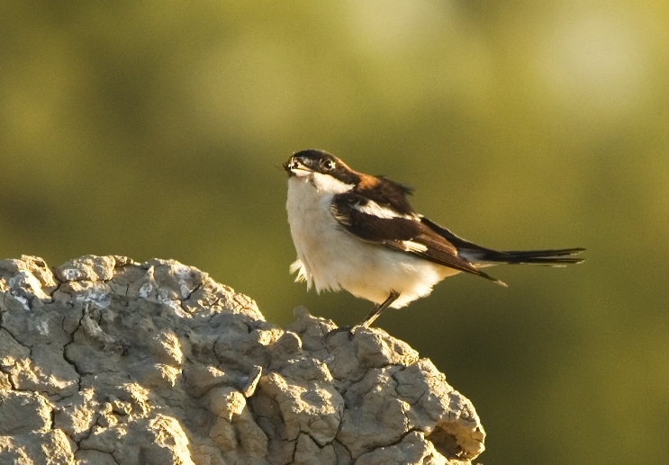 Kızılbaşlı örümcekkuşu