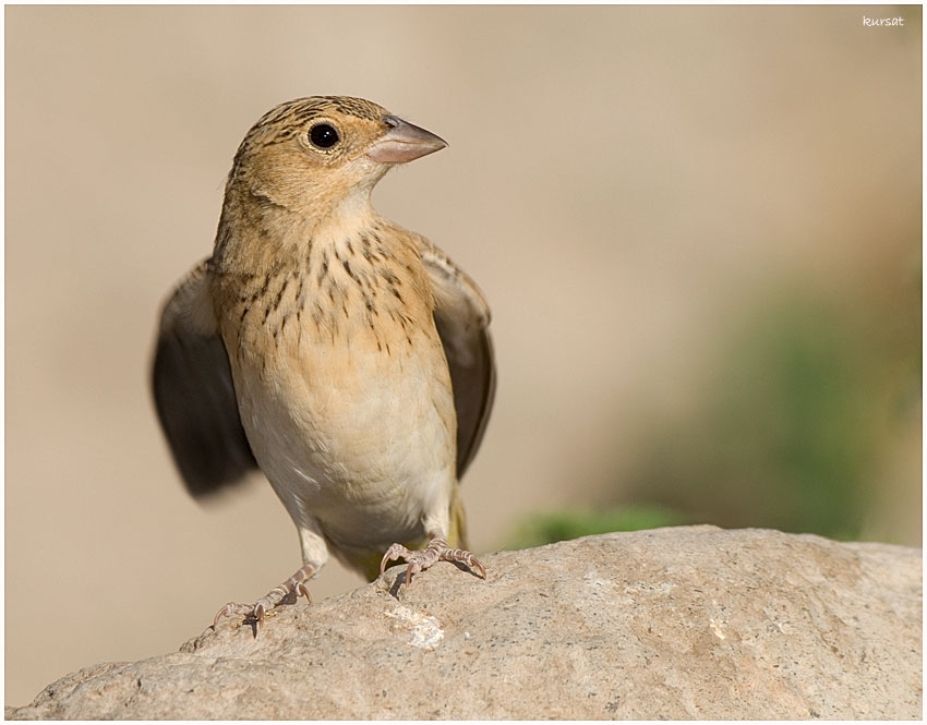 Karabaşlı kirazkuşu