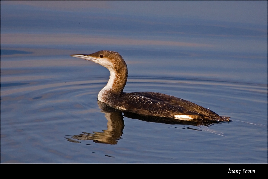 Karagerdanlı dalgıç