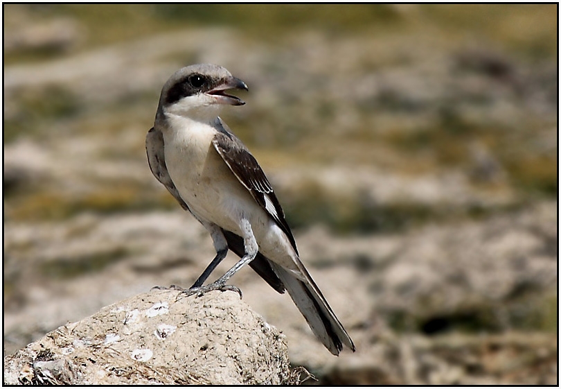 Karaalınlı örümcekkuşu