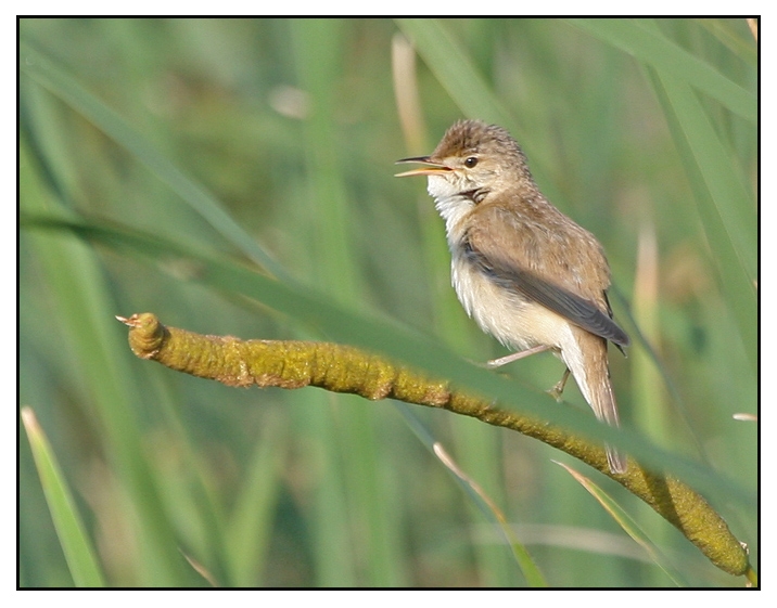 Büyük kamışçın