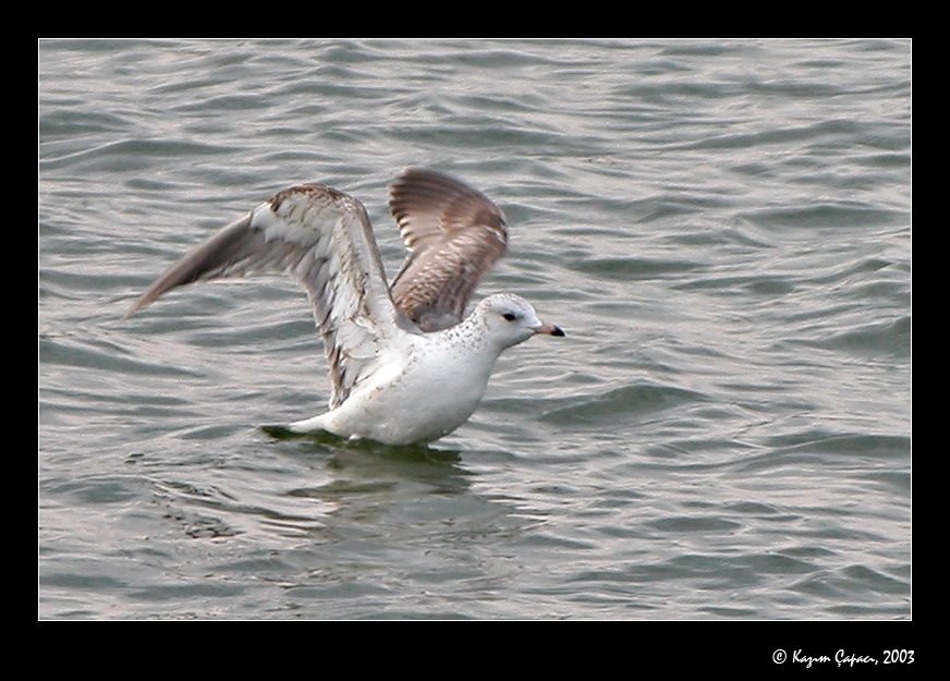 Küçük gümüş martı
