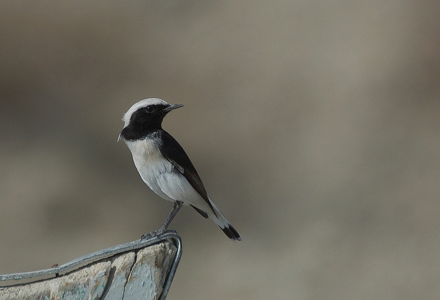 Aksırtlı kuyrukkakan