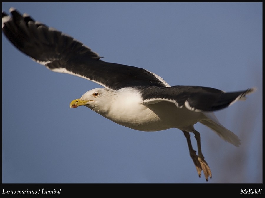 Büyük karasırtlı martı