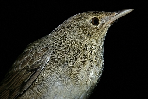 Ağaç kamışçını