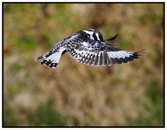 Alaca yalıçapkını