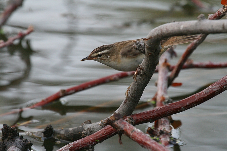 Kındıra kamışçını