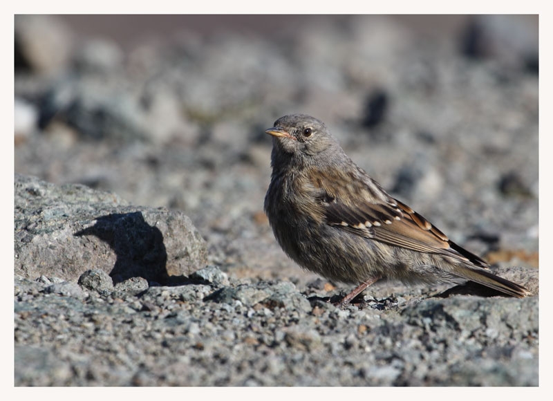 Büyük dağbülbülü