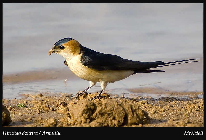 Kızıl kırlangıç