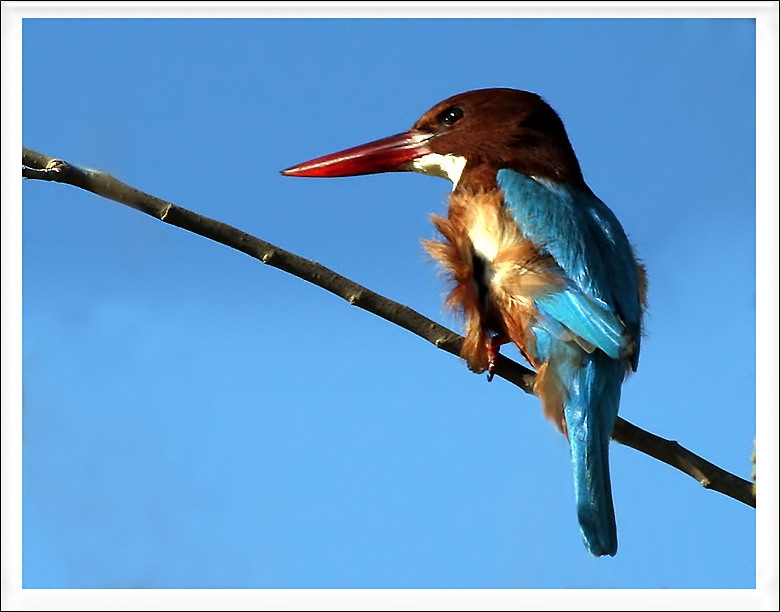İzmir yalıçapkını
