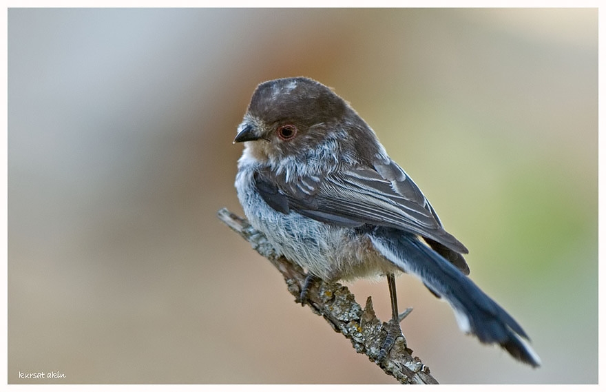 Uzunkuyruklu baştankara