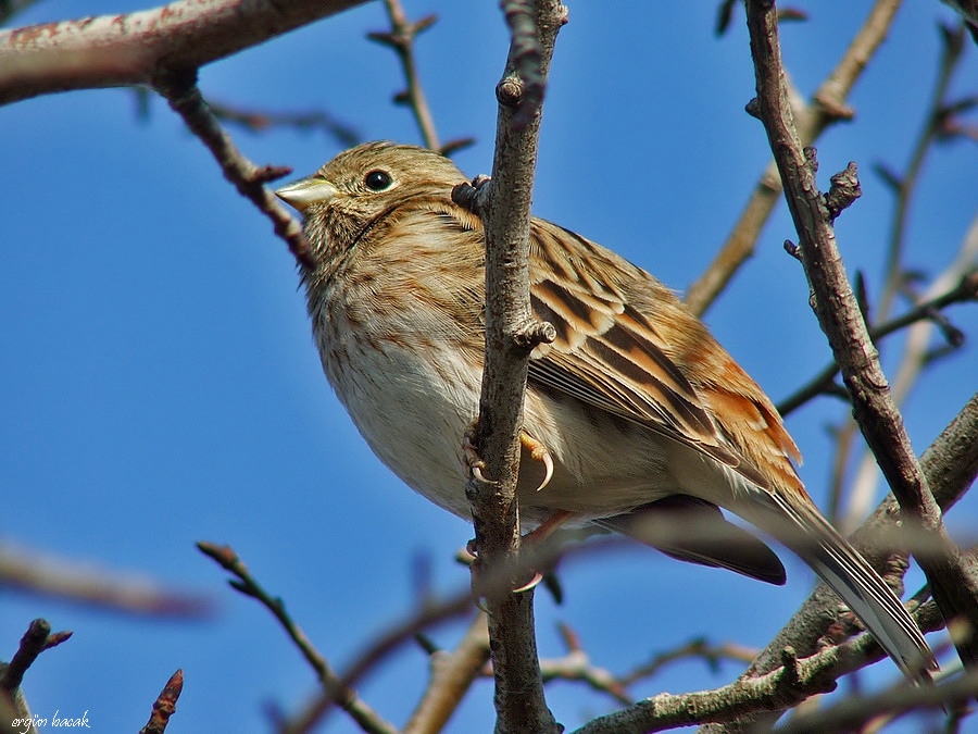 Akbaşlı kirazkuşu