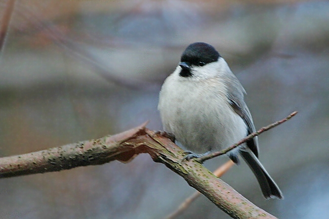 Kayın baştankarası