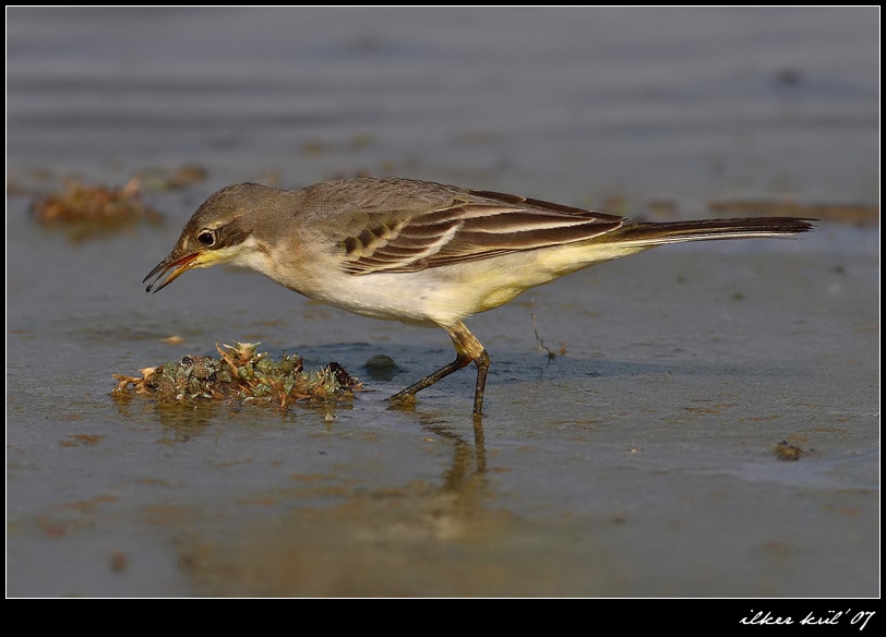 Sarı kuyruksallayan