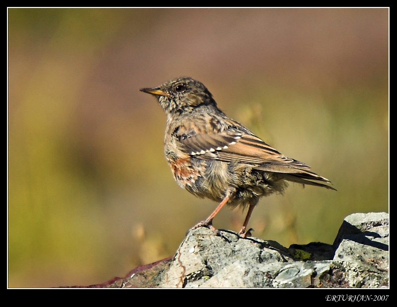 Büyük dağbülbülü